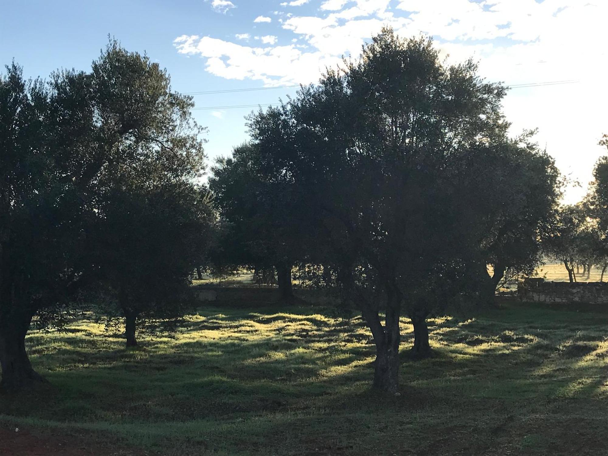 Traditional Trullo With Private Pool Near Ostuni Villa Екстериор снимка